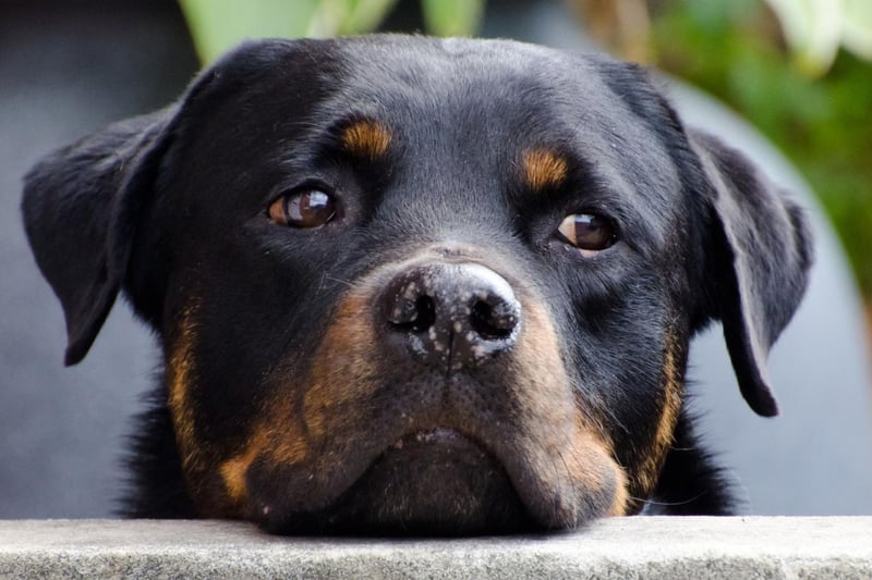 A breed that sometimes get a bad reputation for being aggressive, a well-bred Rottweiler will only show aggression when it, its home or its family are under threat. When not on guard dog duty they are calm, confident, loving and playful.