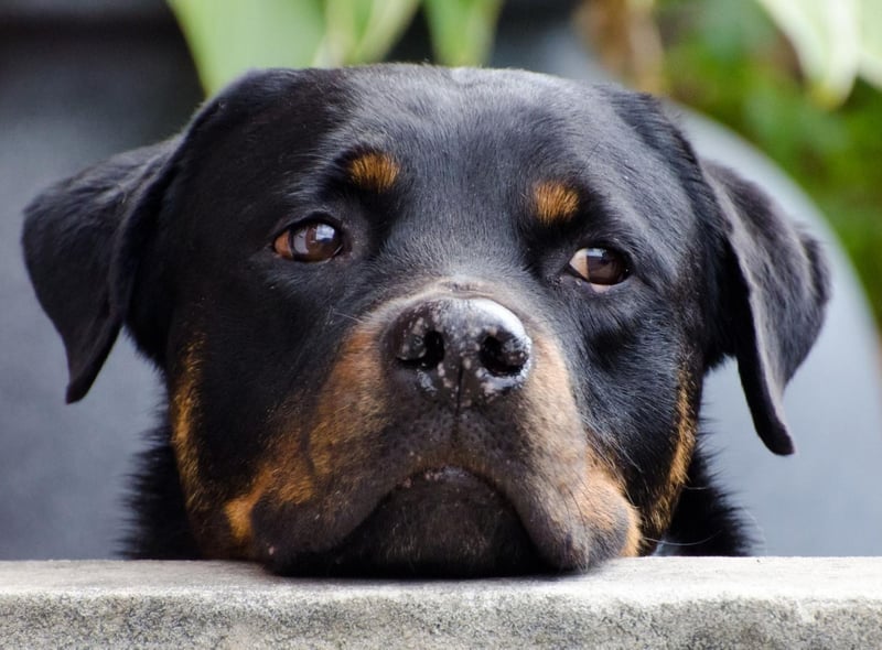 A breed that sometimes get a bad reputation for being aggressive, a well-bred Rottweiler will only show aggression when it, its home or its family are under threat. When not on guard dog duty they are calm, confident, loving and playful.