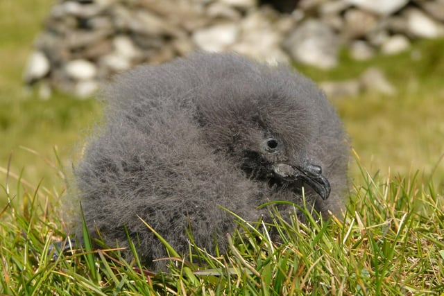 This Leach’s storm petrel chick is one of thousands of seabirds which nest on the remote St Kilda archipelago, which is cared for by NTS and comes under ‘seabird cliffs and islands’, one of its six priority habitats for conservation