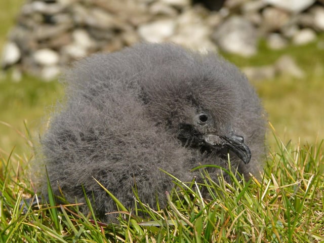 This Leach’s storm petrel chick is one of thousands of seabirds which nest on the remote St Kilda archipelago, which is cared for by NTS and comes under ‘seabird cliffs and islands’, one of its six priority habitats for conservation
