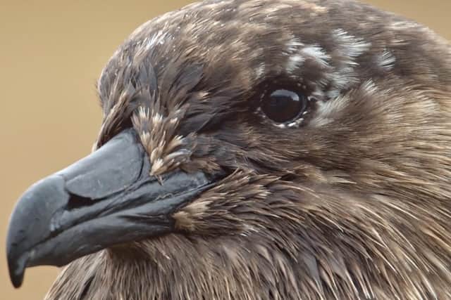 Sea Power's new track is named after the piratical great skua, also known as the Bonxie - Scotland hosts 60 per cent of the world's total population of the species, with most found in the northern isles