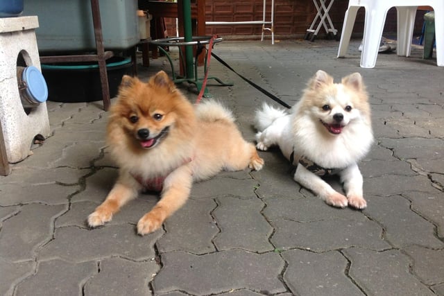 The Pomeranian is named after the Pomerania region of Central Europe where it was developed - in modern times it straddles parts of north-west Poland and north-east Germany.