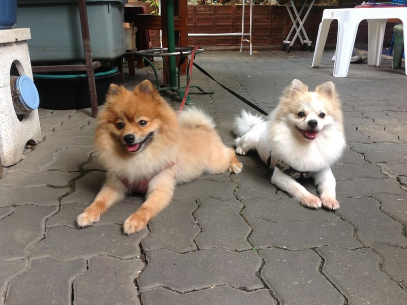 The Pomeranian is named after the Pomerania region of Central Europe where it was developed -  in modern times it straddles parts of north-west Poland and north-east Germany.