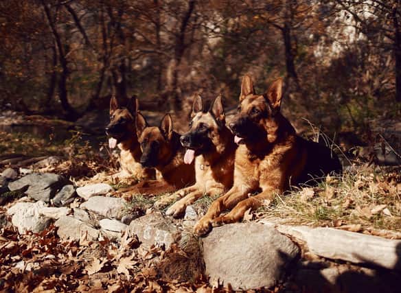Pastoral dogs were originally bred to guard or herd livestock, but these days are more likely to fulfil the role of a great family pet.