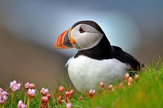 Puffins started to arrive in Scotland last month but May is perhaps the best time to enjoy their antics. For those in central Scotland, the Isle of May in the Firth of Forth is the easiest place to visit to see the 'clowns of the sea'. Other islands that host colonies are Orkney, Shetland, St Kilda, Mull, and the Trenish Isles.