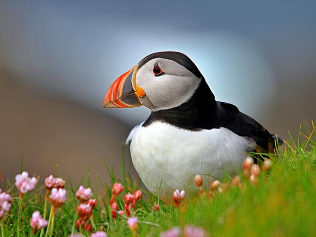 Puffins started to arrive in Scotland last month but May is perhaps the best time to enjoy their antics. For those in central Scotland, the Isle of May in the Firth of Forth is the easiest place to visit to see the 'clowns of the sea'. Other islands that host colonies are Orkney, Shetland, St Kilda, Mull, and the Trenish Isles.