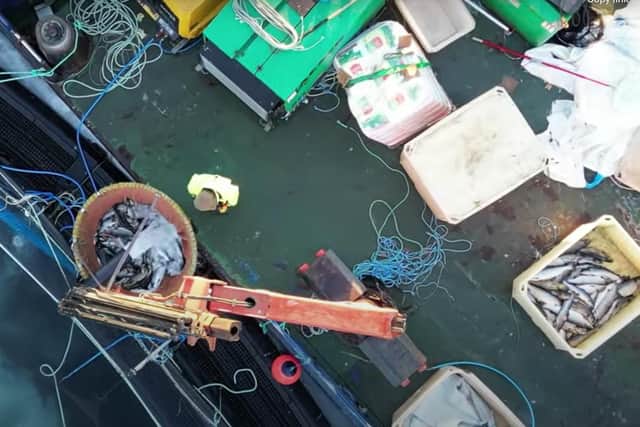 This image is taken from drone footage of operations to remove dead fish from cages, but the video shows live fish moving among the corpses. Picture: Jamie Moyes