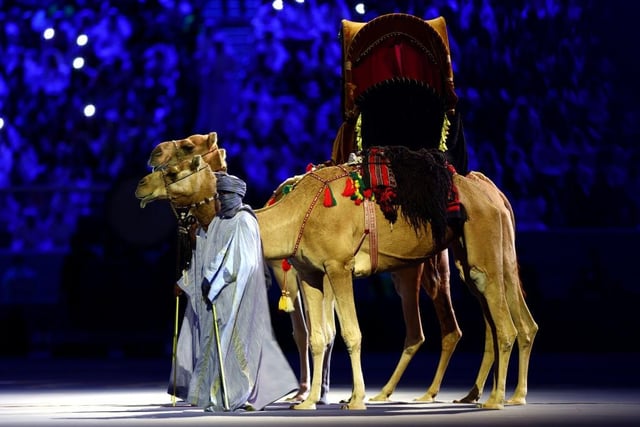 Camels are seen during the opening ceremony prior to the FIFA World Cup Qatar 2022 Group A match between Qatar and Ecuador.