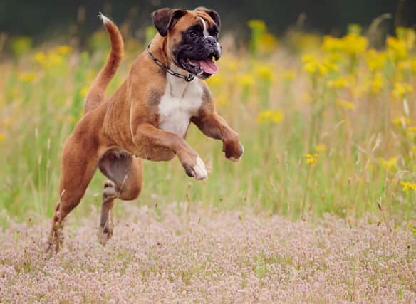 Another dog breed commonly allergic to wheat in food, the Boxer can also come out in rashes due to contact with a wide range of weeds and trees. Best keep an eye on what is growing in your garden if your pet has problems.