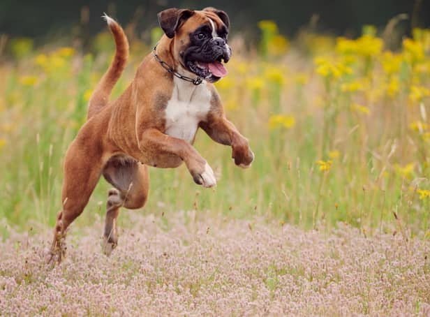Another dog breed commonly allergic to wheat in food, the Boxer can also come out in rashes due to contact with a wide range of weeds and trees. Best keep an eye on what is growing in your garden if your pet has problems.