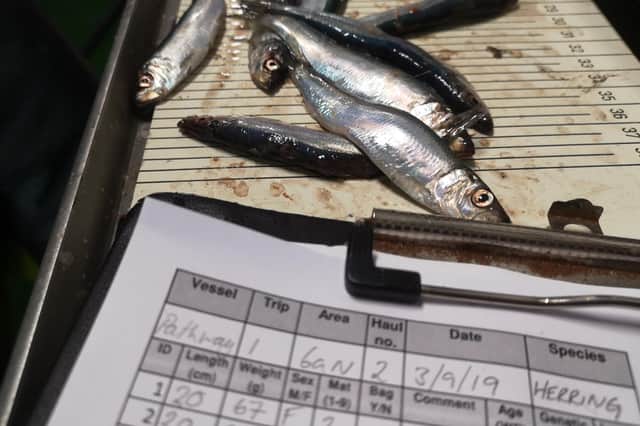 The most recent herring survey last September found an abundance of one and two-year old herring on the spawning grounds to the West of Cape Wrath.