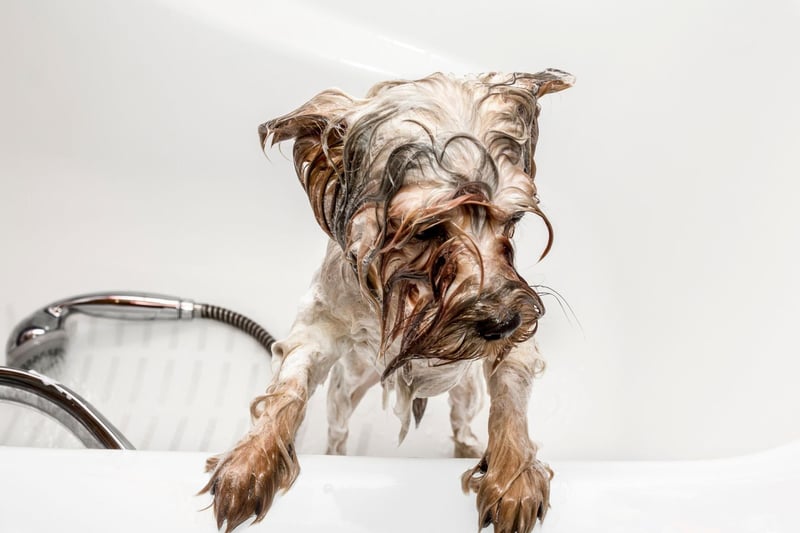 The Yorkshire Terrier's luxurious coat quickly builds up dirt, as do its hairy ears, while the skin around their mouth is prone to infection. Regular grooming and bathing will minimise any unwanted smells though.
