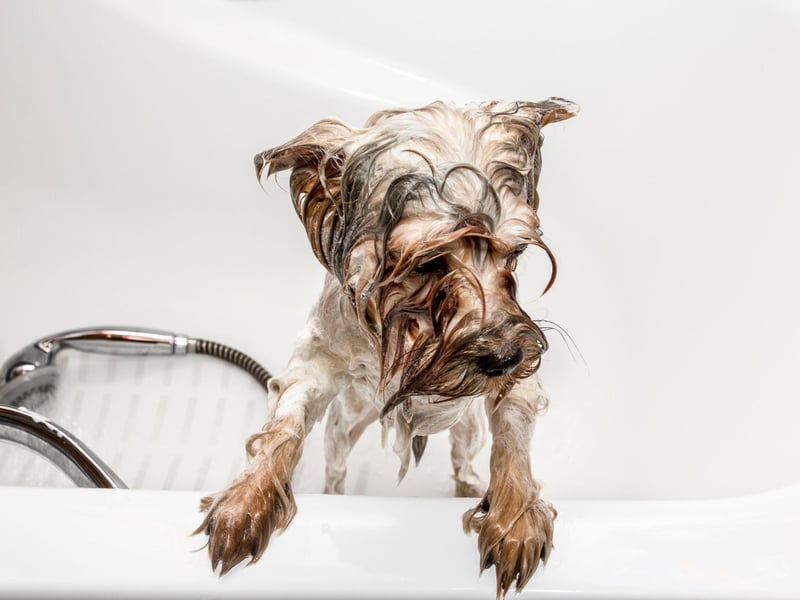 The Yorkshire Terrier's luxurious coat quickly builds up dirt, as do its hairy ears, while the skin around their mouth is prone to infection. Regular grooming and bathing will minimise any unwanted smells though.