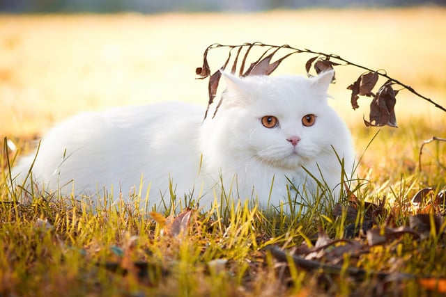 The Turkish Angora is a curious, playful and intelligent breed that thrive on a bond with one particular person in their household.