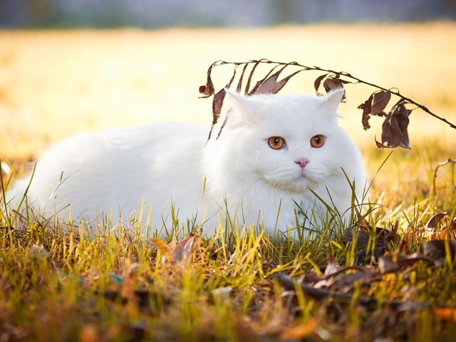 The Turkish Angora is a curious, playful and intelligent breed that thrives on a bond with one particular person in their household.