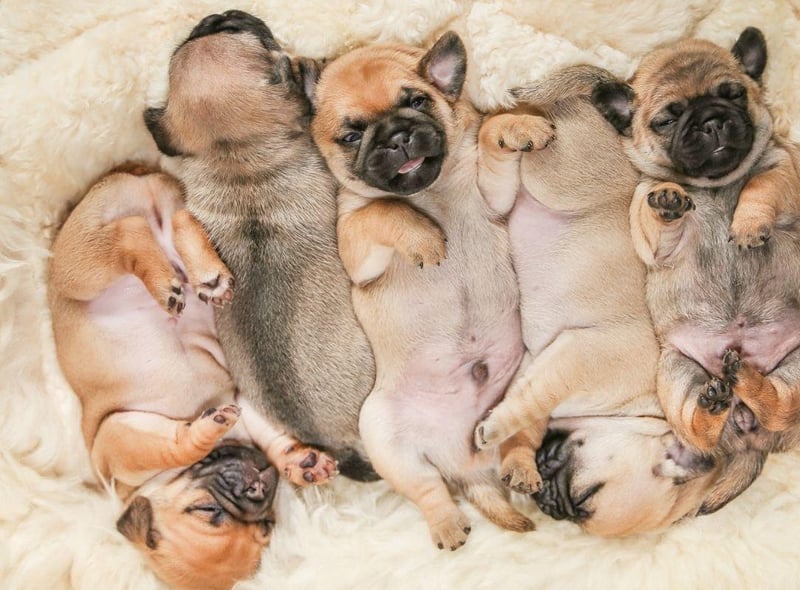 Funny Dog Names: These are 13 hilarious names for adorable dogs - from the Notorious . to Catherine Zeta Bones 🐶 | The Scotsman Funny Dog Names: These are 13 hilarious names for adorable dogs - from the Notorious . to Catherine Zeta Bones 🐶 | The Scotsman