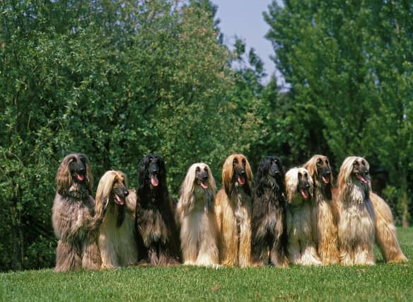 How much do you know about the amazing Afghan Hound?