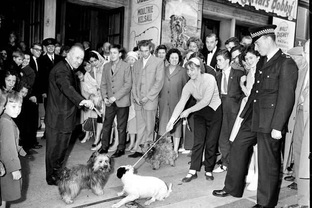 The Skye Terrier dog who played Greyfriars Bobby at the premiere of the film of the same name in the Caley Cinema, Lothian Road, in July 1961.