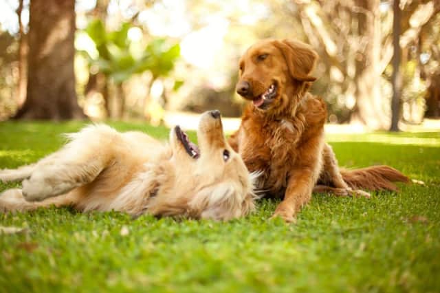It's important to make sure your dog behaves well around both humans and other dogs.