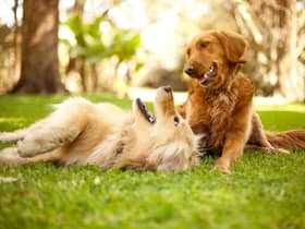 It's important to make sure your dog behaves well around both humans and other dogs.