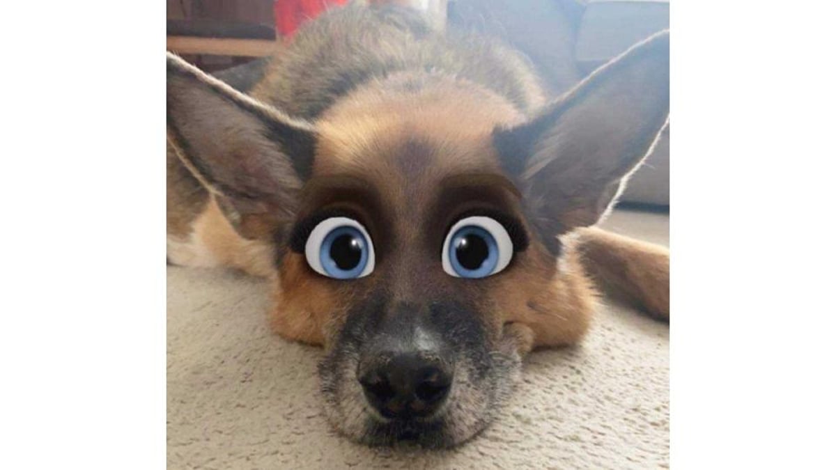 in de rij gaan staan helemaal schot Cartoon Face filter: this is how you can make your dog or cat look like a  Disney character using new Snapchat filter | The Scotsman
