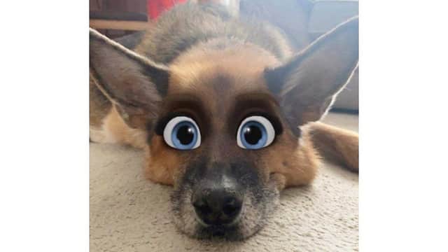 The new Snapchat filter turns pets into a character you'd find in an animated Disney movie (Photo: Gemma Smith/JPI Media)