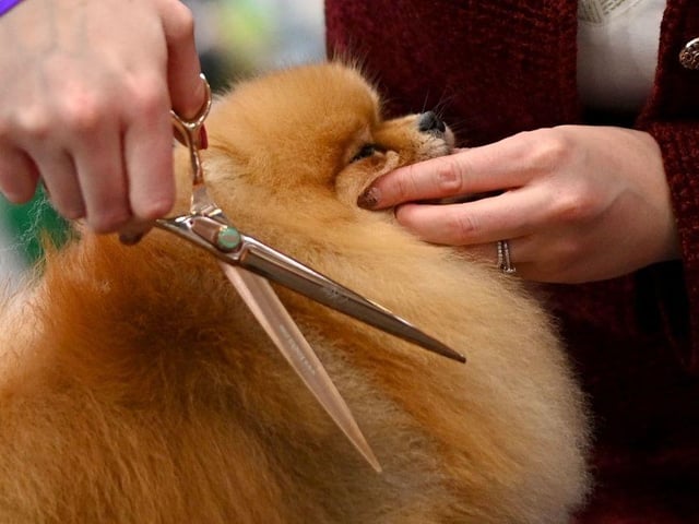 A woman grooms a Pomeranian dog before being judged on the final day of the Crufts dog show.