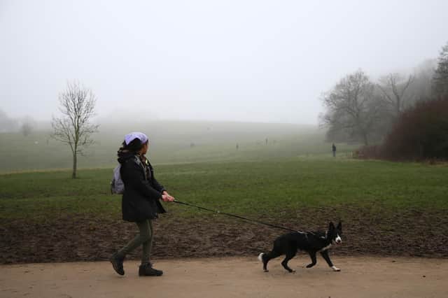 Getting a dog during lockdown is a good idea, according to Stephen Jardine (Picture: Hollie Adams/Getty Images)