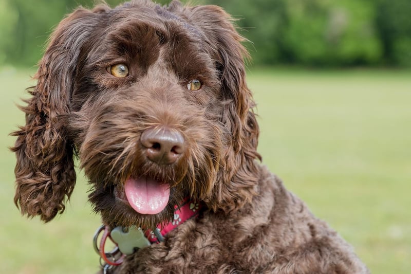 The Labrador Retriever may be the UK's most popular dog, but they shed a huge amount of hair. The Labradoodle is a mix of a Labrador and the far more hypoallergenic Poodle, making the dog shed far less hair and less likely to trigger your allergies.