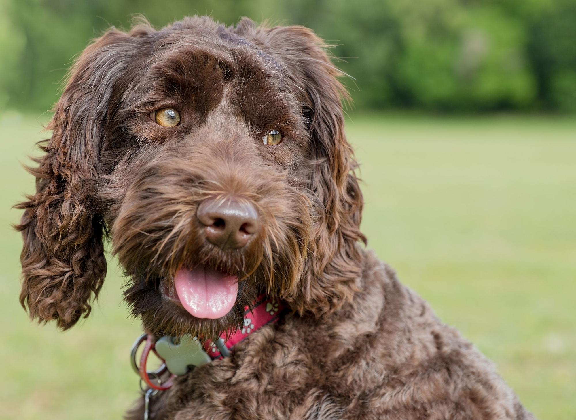 What Dogs Shed Very Little