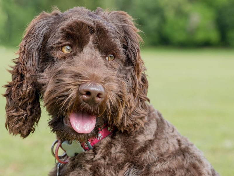 The Labrador Retriever may be the UK's most popular dog, but they shed a huge amount of hair. The Labradoodle is a mix of a Labrador and the far more hypoallergenic Poodle, making the dog shed far less hair and less likely to trigger your allergies.