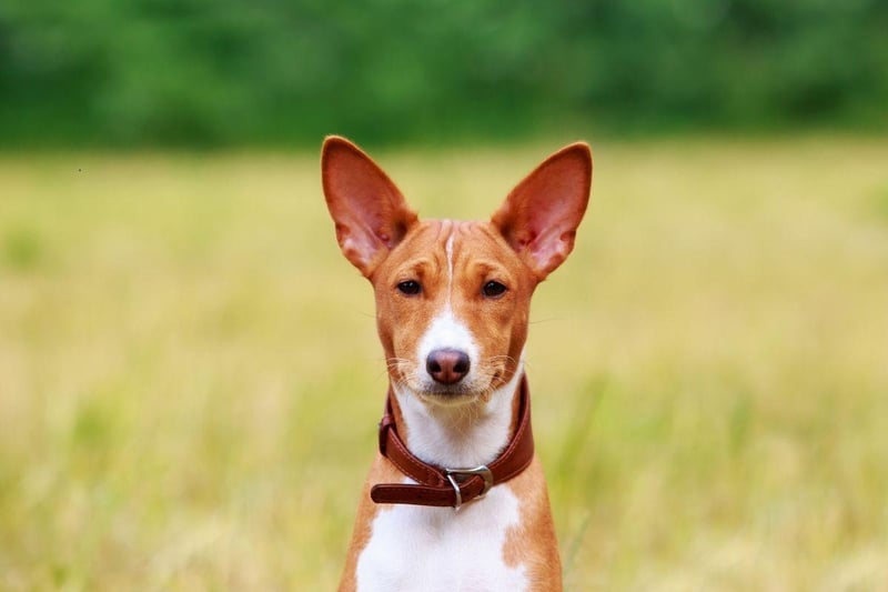 If you want to be certain of a non-barking dog then the utterly unique Basenji is the puppy you want. Its name literally translates as 'barkless dog', although it does make some slightly strange low-level noises that sound a bit like yodelling.