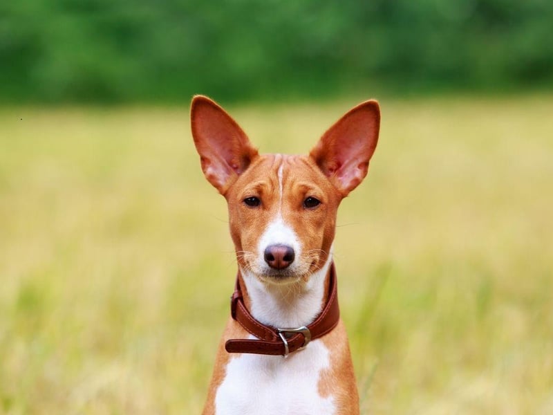 If you want to be certain of a non-barking dog then the utterly unique Basenji is the puppy you want. Its name literally translates as 'barkless dog', although it does make some slightly strange low-level noises that sound a bit like yodelling.