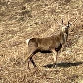 There had been calls to wipe out red deer on the 93,000-acre Stòras Uibhist estate, which covers the islands of South Uist, Eriskay and parts of Benbecula, due to the damage they cause to crops and gardens, their risk of causing road accidents and fears over the spread of Lyme disease