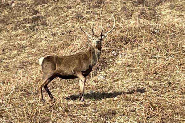 There had been calls to wipe out red deer on the 93,000-acre Stòras Uibhist estate, which covers the islands of South Uist, Eriskay and parts of Benbecula, due to the damage they cause to crops and gardens, their risk of causing road accidents and fears over the spread of Lyme disease