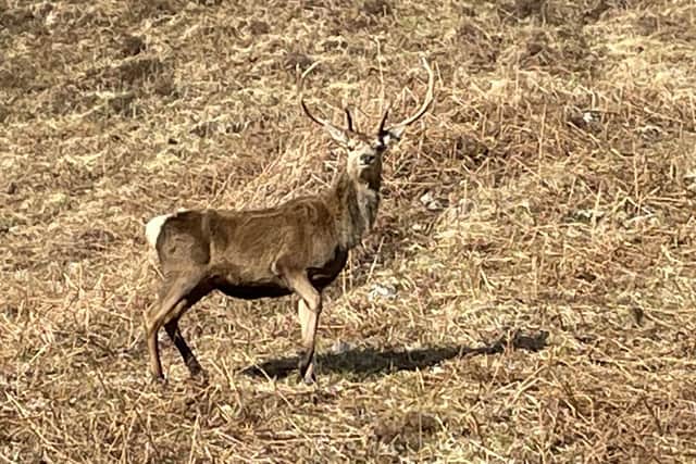 There had been calls to wipe out red deer on the 93,000-acre Stòras Uibhist estate, which covers the islands of South Uist, Eriskay and parts of Benbecula, due to the damage they cause to crops and gardens, their risk of causing road accidents and fears over the spread of Lyme disease
