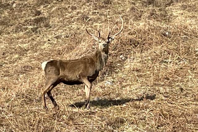 There had been calls to wipe out red deer on the 93,000-acre Stòras Uibhist estate, which covers the islands of South Uist, Eriskay and parts of Benbecula, due to the damage they cause to crops and gardens, their risk of causing road accidents and fears over the spread of Lyme disease