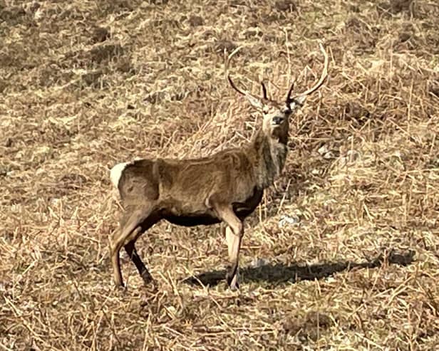There had been calls to wipe out red deer on the 93,000-acre Stòras Uibhist estate, which covers the islands of South Uist, Eriskay and parts of Benbecula, due to the damage they cause to crops and gardens, their risk of causing road accidents and fears over the spread of Lyme disease