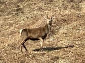 There had been calls to wipe out red deer on the 93,000-acre Stòras Uibhist estate, which covers the islands of South Uist, Eriskay and parts of Benbecula, due to the damage they cause to crops and gardens, their risk of causing road accidents and fears over the spread of Lyme disease