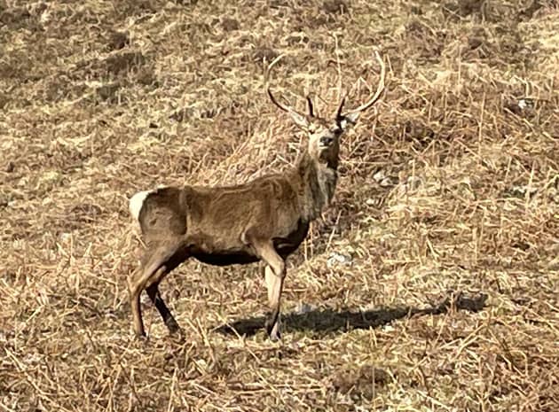 There had been calls to wipe out red deer on the 93,000-acre Stòras Uibhist estate, which covers the islands of South Uist, Eriskay and parts of Benbecula, due to the damage they cause to crops and gardens, their risk of causing road accidents and fears over the spread of Lyme disease