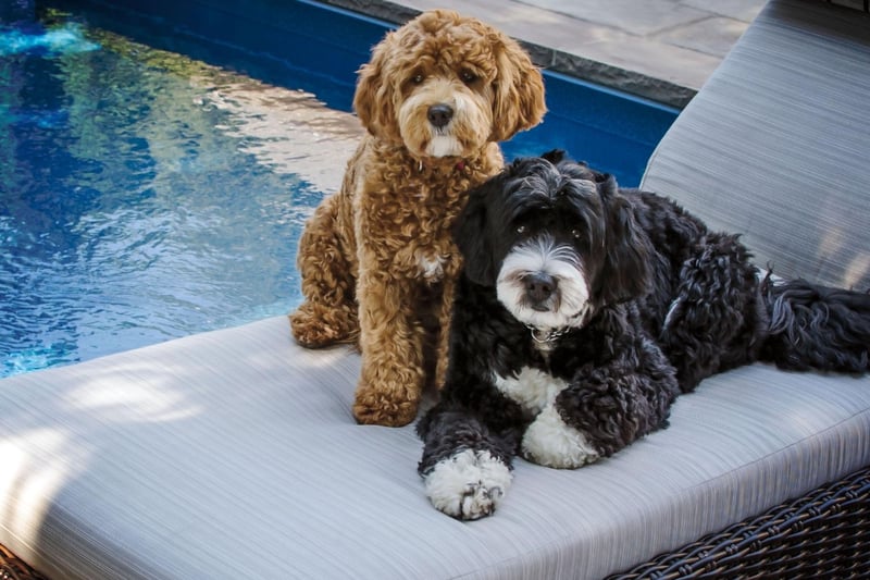 Known for their sociability and loveable goofiness, the Bernedoodle is mix of Poodle and Bernese Mountain Dog. The Standard Poodle is most commonly used, but a Miniature Poodle can be substituted to create a smaller dog.