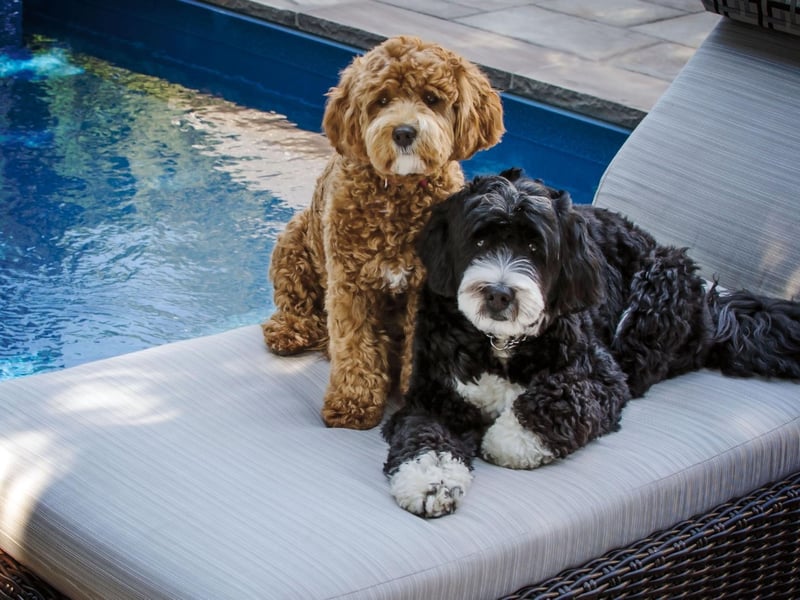 Known for their sociability and loveable goofiness, the Bernedoodle is mix of Poodle and Bernese Mountain Dog. The Standard Poodle is most commonly used, but a Miniature Poodle can be substituted to create a smaller dog.