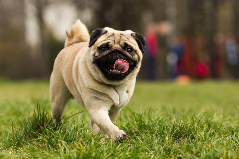 Many small dogs can get nervous, vocal and energetic in busy environments like pubs - particularly if other dogs are added to the mix. One exception is the Pug, which is small enough to fit into the most packed establishment, rarely barks and is very relaxed in company.