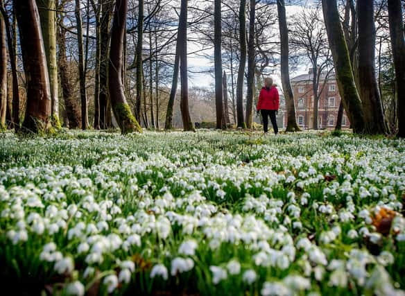 There's no shortage of places all over Scotland where you can enjoy the sight of hundreds of blooming snowdrops.