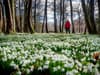 These are 10 of the best snowdrop walks in Scotland to enjoy this February