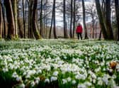 There's no shortage of places all over Scotland where you can enjoy the sight of hundreds of blooming snowdrops.