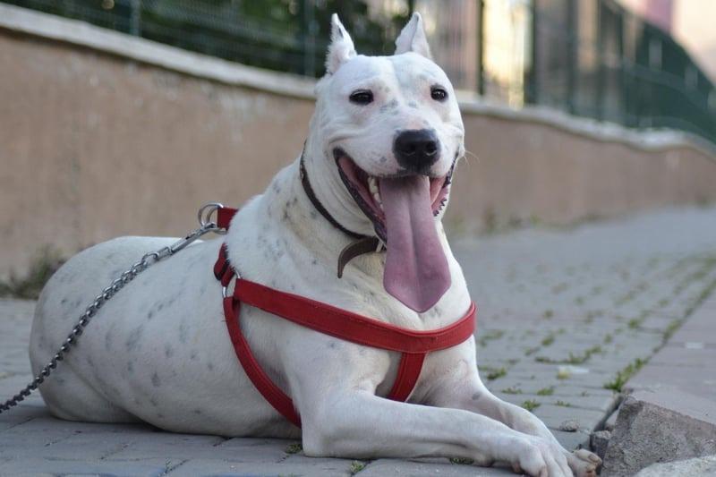 The Dogo Argentino is so strong that it was used by big-game hunters - taking on the likes of wild boar and pumas in its native Argentina.