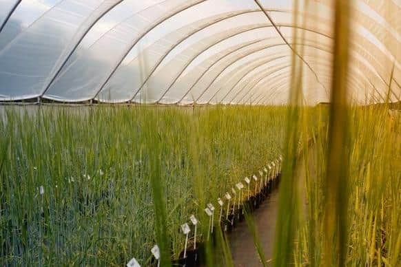 Researchers will investigate whether barley could be a sustainable source of important chemicals or be turned into eco-friendly construction materials
