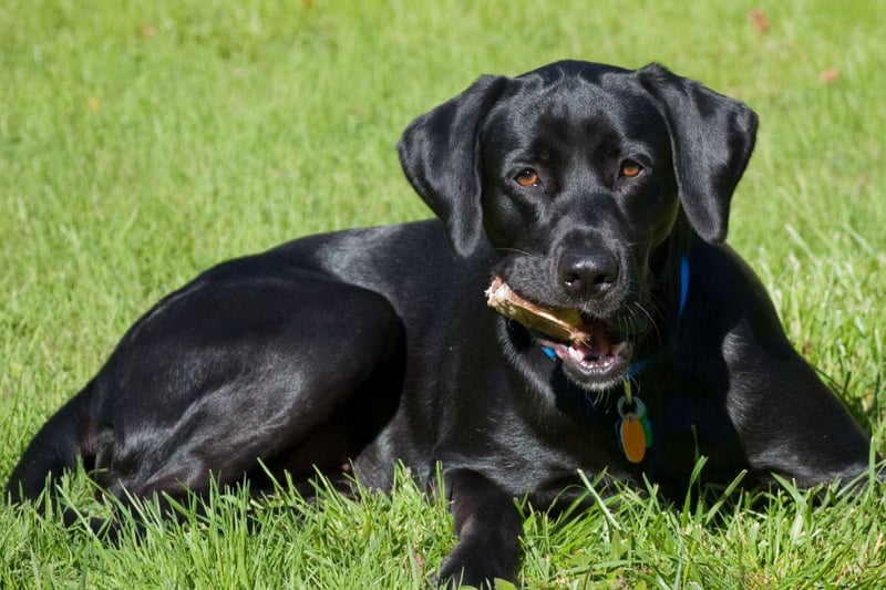 The first Labrador Retriever was born in the UK at some point in the 1830s when St John's Water Dogs arrived in Britain on trading ships sailing between Canada and the port of Poole. Several members of the nobility, including the Earl of Malmesbury, the Duke of Buccleuch, and the Earl of Home bred them with hunting dogs to create the new breed.