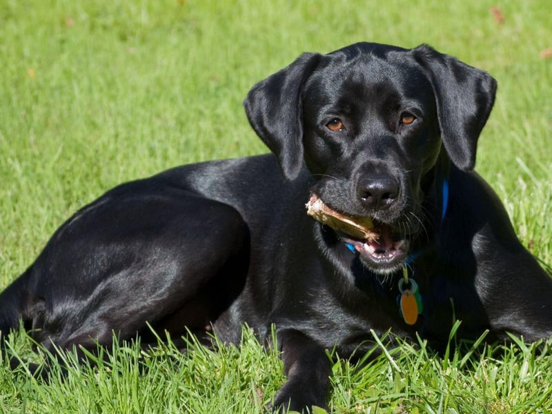 The first Labrador Retriever was born in the UK at some point in the 1830s when St John's Water Dogs arrived in Britain on trading ships sailing between Canada and the port of Poole. Several members of the nobility, including the Earl of Malmesbury, the Duke of Buccleuch, and the Earl of Home bred them with hunting dogs to create the new breed.